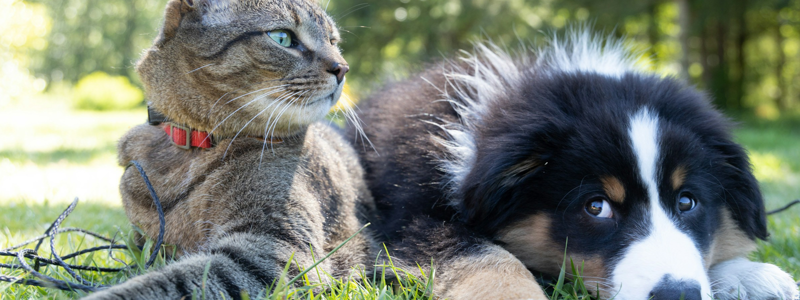 Dog and cat laying in the grass together